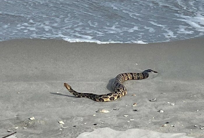 تکذیب هجوم مارهای سمی به سواحل فریدونکنار و بابلسر