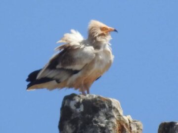 مشاهده ۲ گونه کرکس نادر در ارتفاعات گیلان