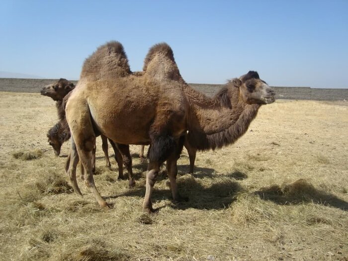 صیانت از شتر دوکوهانه اردبیل؛ رویکردی آینده‌نگرانه و سازگار با تغییر اقلیم