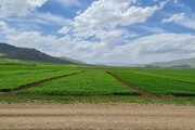 مبارزه با آفت سن در ۳۷۵ هزار هکتار از مزارع کردستان