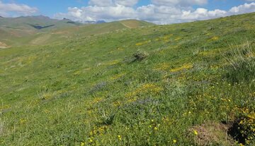 نابودی مراتع کردستان با طعم "همه‌گیاه"