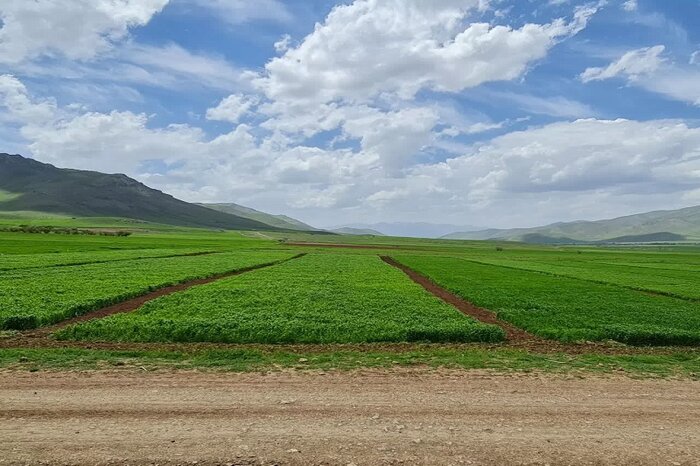 مزارع دیم