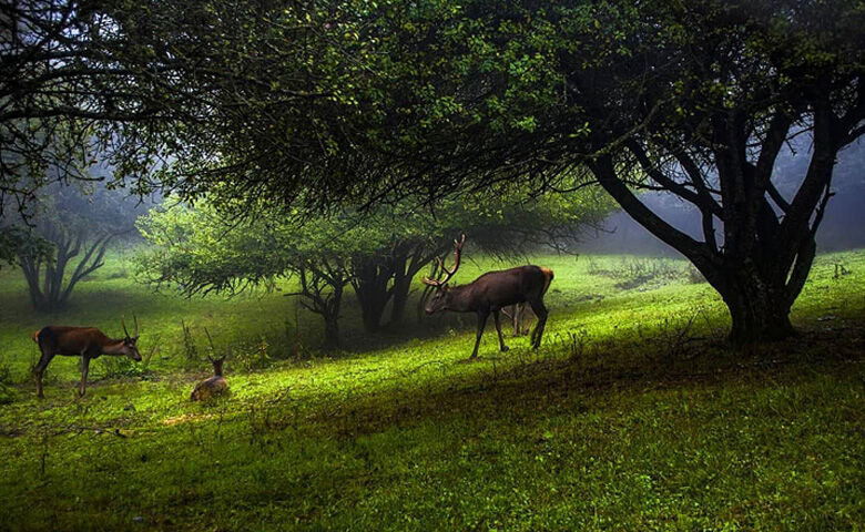 جنگل ارسباران؛ منطقه محبوب گردشگری ایران - ایرنا زندگی