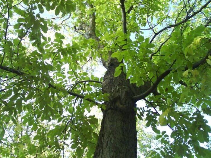فاز نخست شناسنامه‌دار کردن درختان در بوشهر اجرایی شد