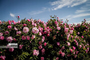 جلوه زیبای گل محمدی بر تار و پود کشاورزی قم 