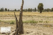 تاخت و تاز خشکسالی در  استان اردبیل