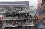 جلوگیری مرزبانی خوزستان از قاچاق ۱۵۵ پرنده زینتی بومی منطقه 
