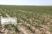 زنگ خطر خشکسالی و ضرورت اقدام ملی برای بهره‌گیری از شیوه‌های نوین کشت