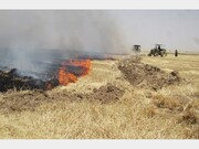 آتش‌سوزی مزارع کشاورزی روستای مال محمود بندرریگ مهار شد 
