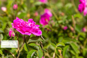 Iran is world's largest producer of Damask rose: Official