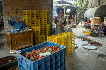 Iran : la cueillette des fraises à Ramyan, au nord-est