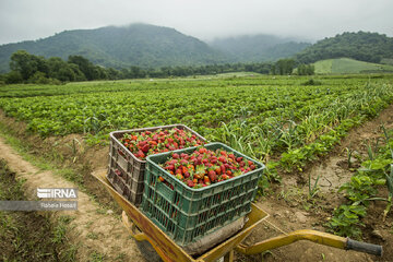 Iran : la cueillette des fraises à Ramyan, au nord-est