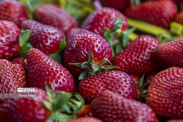 Iran : la cueillette des fraises à Ramyan, au nord-est