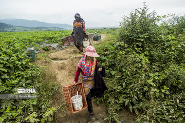 Iran : la cueillette des fraises à Ramyan, au nord-est