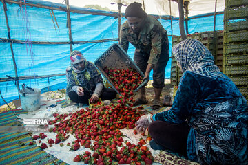 Iran : la cueillette des fraises à Ramyan, au nord-est