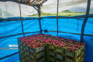 Iran : la cueillette des fraises à Ramyan, au nord-est