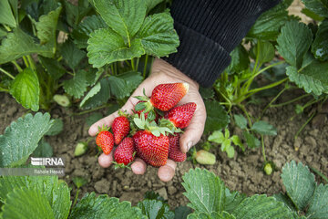 Iran : la cueillette des fraises à Ramyan, au nord-est