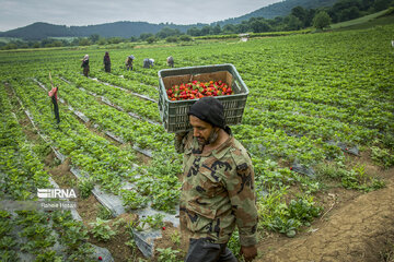 Iran : la cueillette des fraises à Ramyan, au nord-est