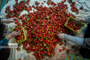 Iran : la cueillette des fraises à Ramyan, au nord-est