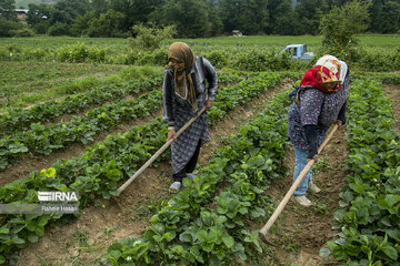 Iran : la cueillette des fraises à Ramyan, au nord-est