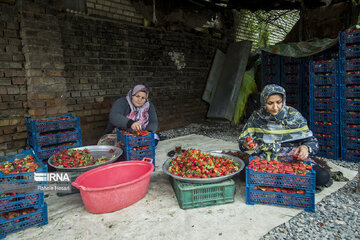 Iran : la cueillette des fraises à Ramyan, au nord-est