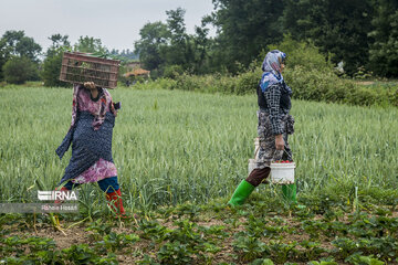 Iran : la cueillette des fraises à Ramyan, au nord-est