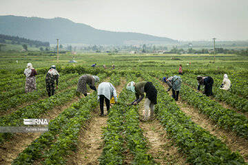 Iran : la cueillette des fraises à Ramyan, au nord-est