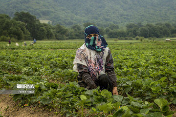 Iran : la cueillette des fraises à Ramyan, au nord-est