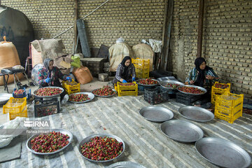 Iran : la cueillette des fraises à Ramyan, au nord-est