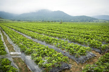 Harvest of strawberries in northern Iran