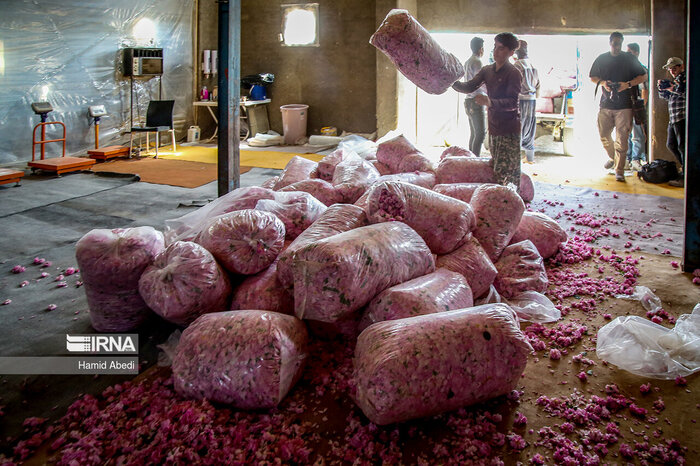 جلوه زیبای گل محمدی بر تار و پود کشاورزی قم