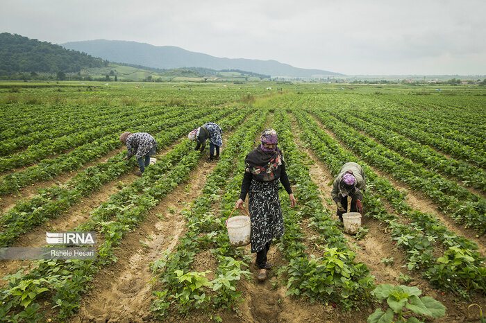 چگونه یک روستای کوچک قطب توت فرنگی کشور شد؟ ماجرای چند بذر و صبر ۵۰ ساله