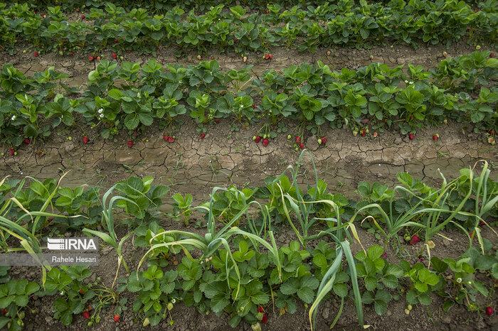 چگونه یک روستای کوچک قطب توت فرنگی کشور شد؟ ماجرای چند بذر و صبر ۵۰ ساله