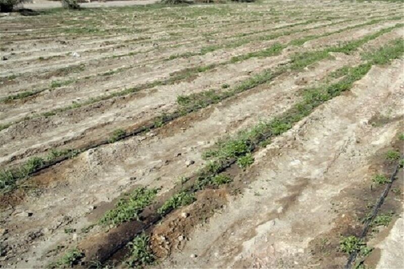 هزار و ۴۰۰ هکتار از زمین‌های آبی باشت به دلیل خشکسالی زیر کشت نمی‌رود