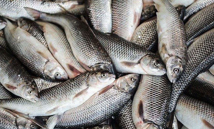 Iran annual fisheries exports reach $605 mln