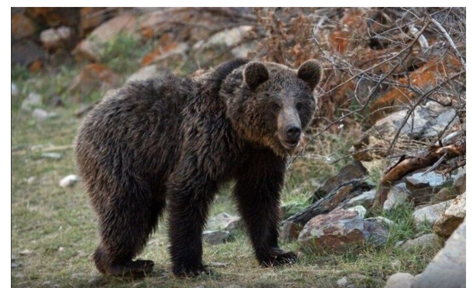 Brown bear spotted in Iran's Gharkhoad National Park