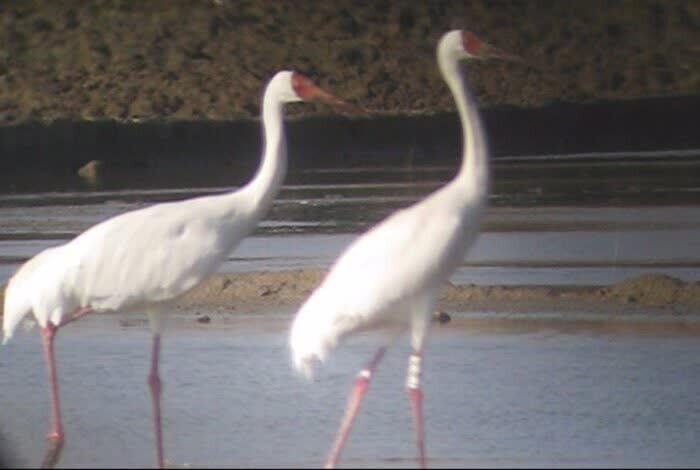 فریاد دلتنگی درنای بلژیکی/ بستگان فرنگی رویا به مازندران میآیند؟