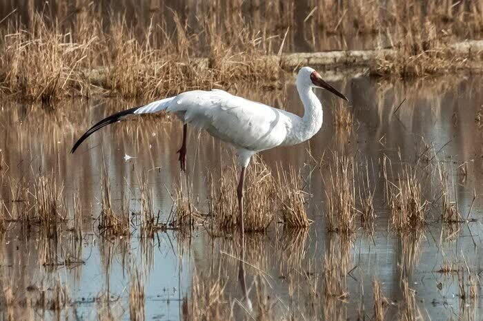 فریاد دلتنگی درنای بلژیکی/ بستگان فرنگی رویا به مازندران میآیند؟
