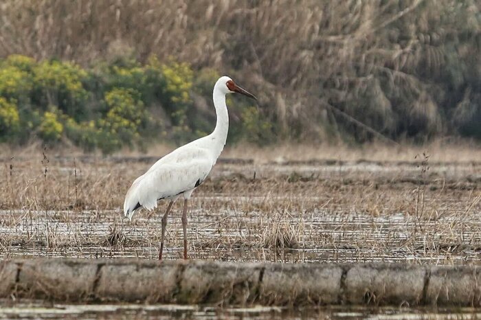 فریاد دلتنگی درنای بلژیکی/ بستگان فرنگی رویا به مازندران میآیند؟