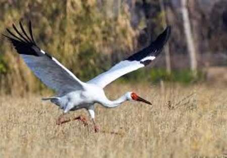 فریاد دلتنگی درنای بلژیکی/ بستگان فرنگی رویا به مازندران میآیند؟