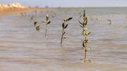 آماده سازی ۹ نهالستان برای تحقق سهم بوشهر از کاشت یک‌میلیارد درخت