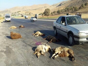 ۳۰ راس گوسفند بر اثر برخورد با مینی‌بوس  در جاده سنندج- مریوان تلف شد