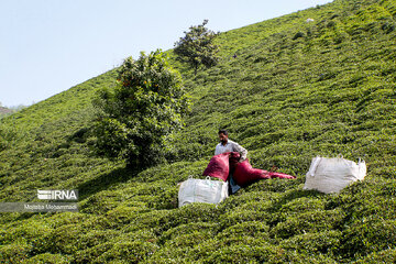 ۱۵۰ کارخانه، برگ سبز چای تولیدی کشور را می‌خرند