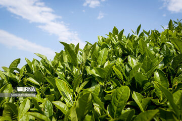 برداشت برگ سبز چای از باغات گیلان و مازندران ۱۰ درصد افزایش یافت