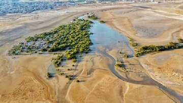 گردشگری؛ حلقه مفقوده جنگل‌های حرا در استان بوشهر