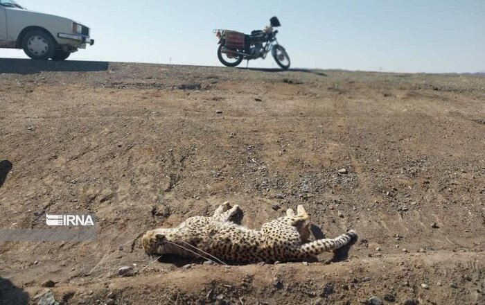 احیای مسیر تاریخی حرکت یوزها/ فنسکشی دقیقتر بررسی میشود