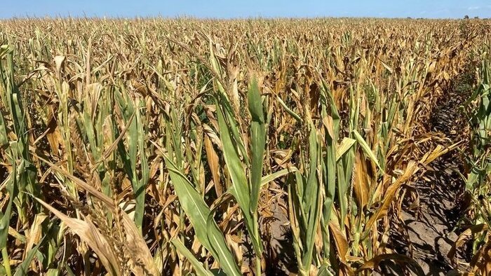 هشدار دانشمندان درباره خطرات تغییرات آبوهوایی برای تامین غذا