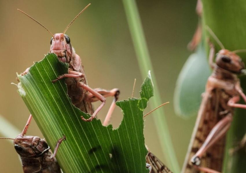 سروکله ملخ مراکشی در مزارع خراسانشمالی/ مبارزه آغاز شد - ایرنا