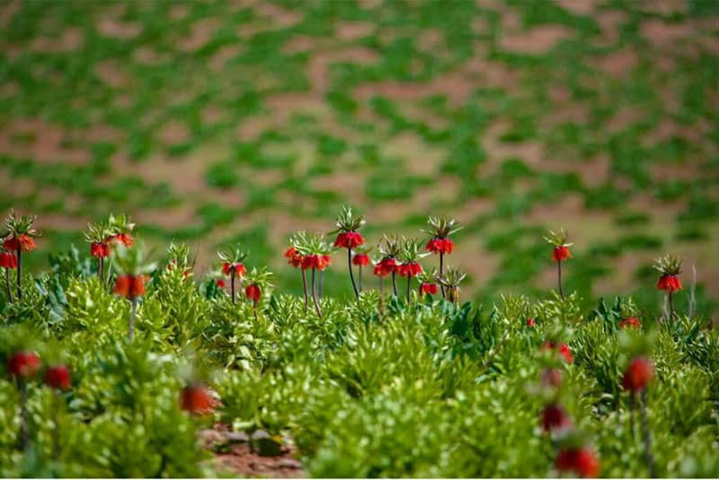 دشت لالههای واژگون کوهرنگ؛ شکوهی به وسعت بهار