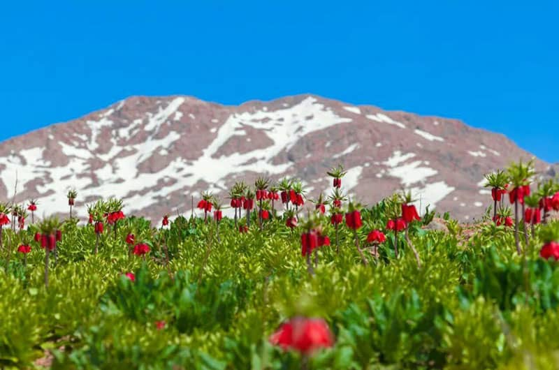 دشت لالههای واژگون کوهرنگ؛ شکوهی به وسعت بهار